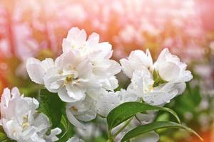 White jasmine The branch delicate spring flowers photo