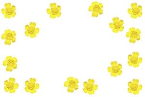 Yellow wildflowers buttercup isolated on white background. photo