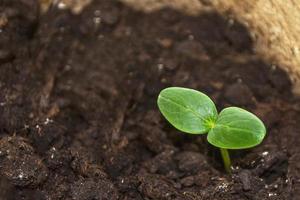 small green cucumber seedling in growing photo