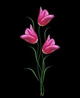 flowers tulips isolated on black background. photo