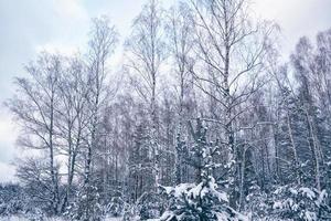 Frozen winter forest with snow covered trees. photo