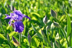 flores de iris de colores brillantes sobre un fondo del paisaje primaveral. foto