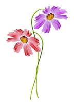 Cosmos flowers isolated on white background photo