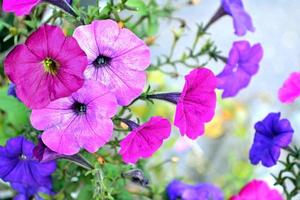 Morning Glory flowers photo