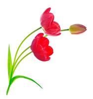 spring flowers tulips photo