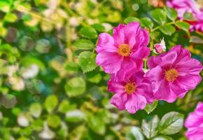 Summer landscape. Delicate wild rose garden flowers photo