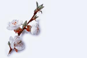 Fruit branch of apricot on a white background. photo