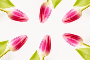 spring flowers tulips photo