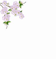 Flowering branch of apple isolated on a white background. Spring Flower. photo