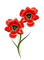 spring flowers tulips isolated on white background photo