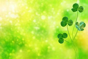 Green clover leaves on a background summer landscape photo