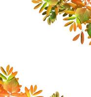 autumn leaves isolated on white background. photo