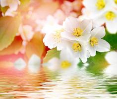 Spring landscape with delicate jasmine flowers. White flowers photo