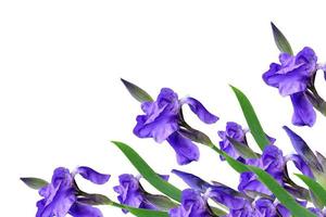 iris de flores de primavera aislado sobre fondo blanco. hermosas flores foto