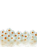daisies summer white flower isolated on white background. photo