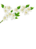 branch of jasmine flowers isolated on white background photo