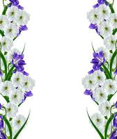 flores de petunia aisladas sobre fondo blanco foto