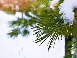 paisaje de invierno árboles cubiertos de nieve foto