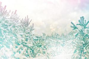 Frozen winter forest with snow covered trees. photo