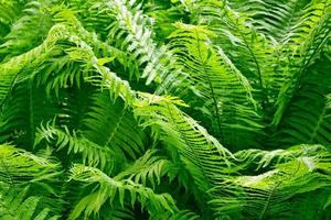 Green leaves of the fern against the background of the summer landscape. photo