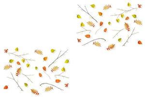 hojas de otoño aisladas sobre fondo blanco. foto