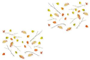 autumn leaves isolated on white background. photo