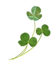 leaf clover on white background photo