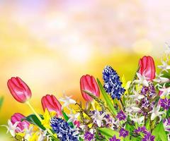 Bright and colorful spring flowers daffodils and tulips photo