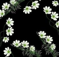 daisies summer flower isolated on black background. photo