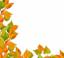 foliage isolated on white background. Golden autumn photo