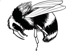 conjunto de abejorros. ilustración vectorial dibujada a mano. dibujo vectorial de abeja de árbol. boceto de insecto dibujado a mano aislado en blanco. ilustraciones de abejorros estilo grabado.