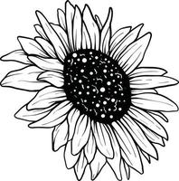 Sunflower line art Sunflower flower vector drawing set. Hand-drawn illustration isolated on white background. Vintage-style botanical sketch.