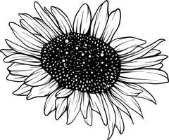 Sunflower line art Sunflower flower vector drawing set. Hand-drawn illustration isolated on white background. Vintage-style botanical sketch.