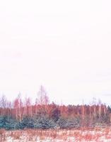 Frozen winter forest with snow covered trees. photo