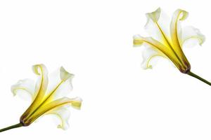 Bright lily flowers isolated on white background. photo