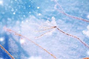 Blurred frozen grass. Winter abstract background. Landscape. photo