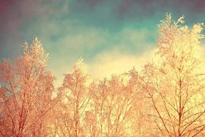 bosque de invierno congelado con árboles cubiertos de nieve. foto