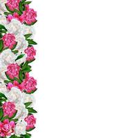 peony flowers isolated on white background photo