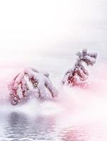 bosque en la escarcha. paisaje de invierno árboles cubiertos de nieve. foto