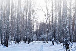 bosque en la escarcha. paisaje de invierno árboles cubiertos de nieve. foto