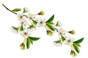 rama de flores de cerezo aislado sobre fondo blanco. foto