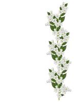 branch of jasmine flowers isolated on white background photo