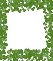 leaf clover on white background photo