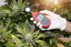 el profesional médico utiliza un termómetro y un higrómetro para mostrar la temperatura y la humedad junto a la planta de cannabis. el indicador de humedad se muestra en el higrómetro del dispositivo. foto