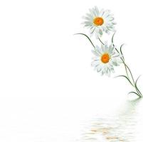 daisies summer flower isolated on white background. photo