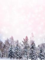 Frozen winter forest with snow covered trees. photo