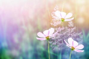 flores de cosmos de colores sobre un fondo de paisaje de verano. foto