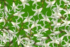 abstract floral background of white bells photo