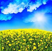 buttercups flowers on a background of blue sky with clouds photo
