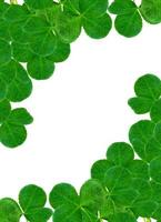 leaf clover on white background photo